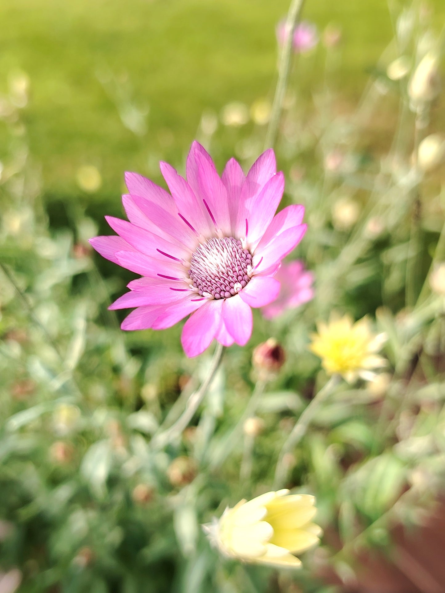 Lila paperikukkapinni, eri muotoja