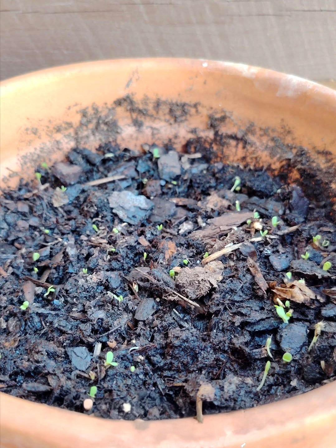 Lila paperikukkapinni, eri muotoja