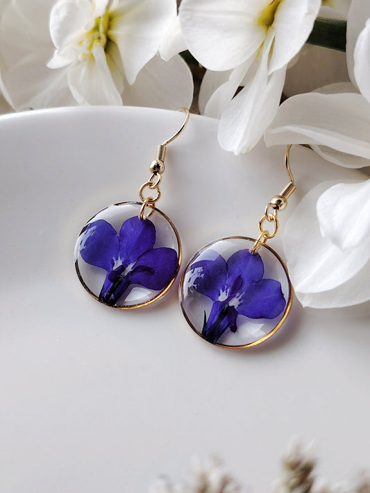 Sinilobeliat kehyksissä, eri muotoja